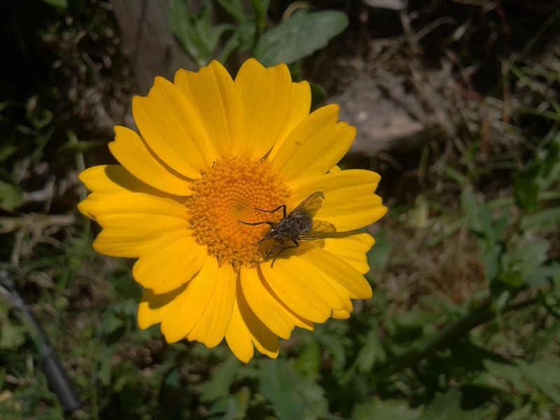 Glebionis (=Chrysanthemum) segetum
